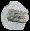 Top Quality, Bumpy Drotops Trilobite #50546-3